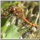 Sympetrum striolatum - Grosse Heidelibelle 09.jpg